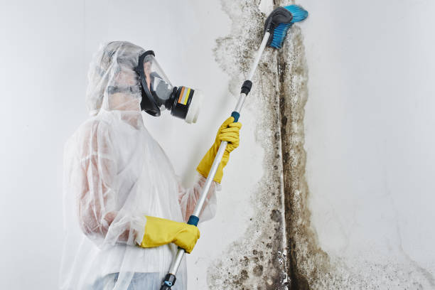 Best Mold Remediation for Rental Properties  in Vega, TX